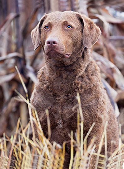 About The Chesapeake Bay Retriever