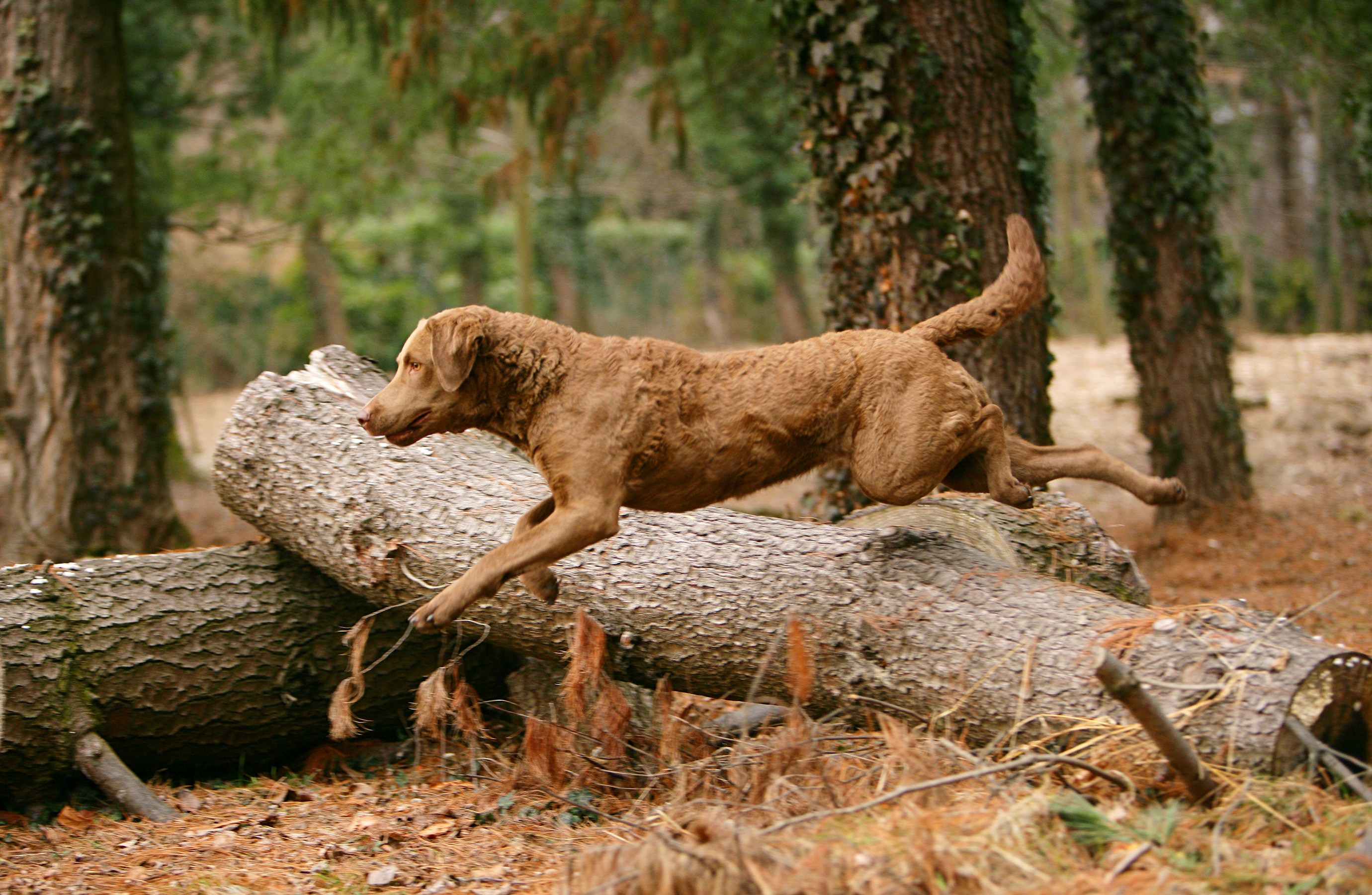 About The Chesapeake Bay Retriever
